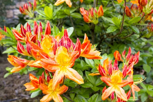 Azalea Mollis Flowers Blooming in Spring